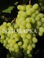 Саженцы винограда Рафинад