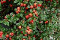 Саджанці Кизильника горизонтального